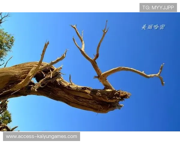 被实力折服！新疆签约路易斯·金，攻防俱佳成核心，路易斯库尔勒